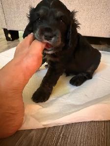 Épagneul Cocker Spaniel - Photo 10