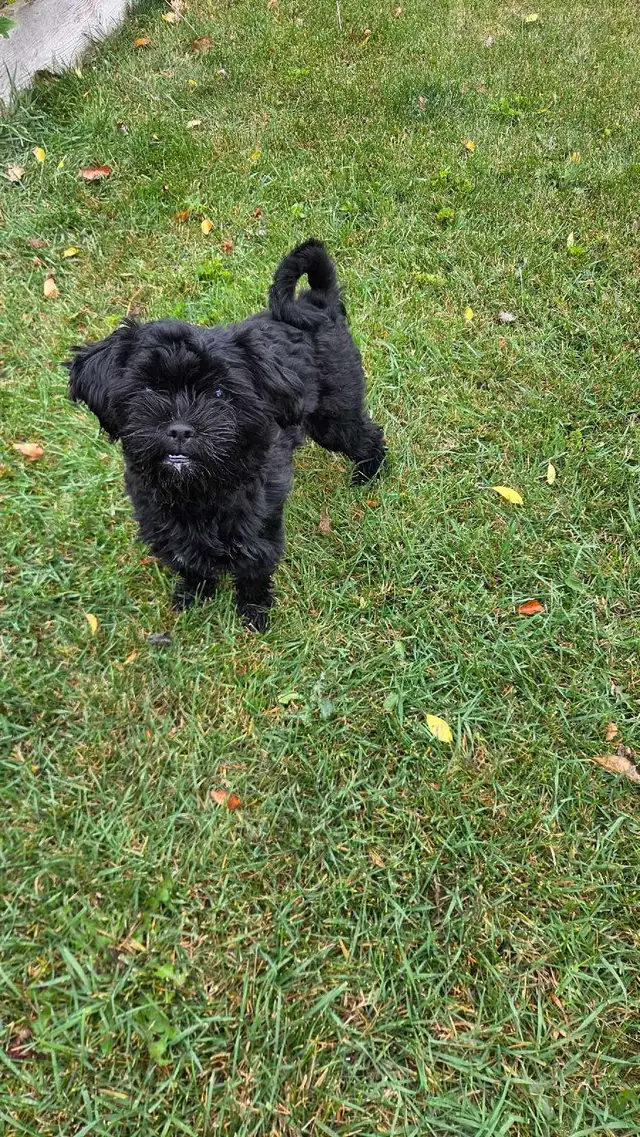 dog puppies