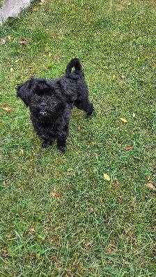 dog puppies