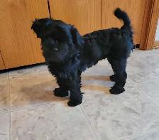 dog puppies - Photo 2