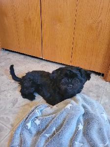dog puppies - Photo 3