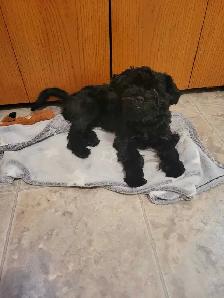 dog puppies - Photo 4