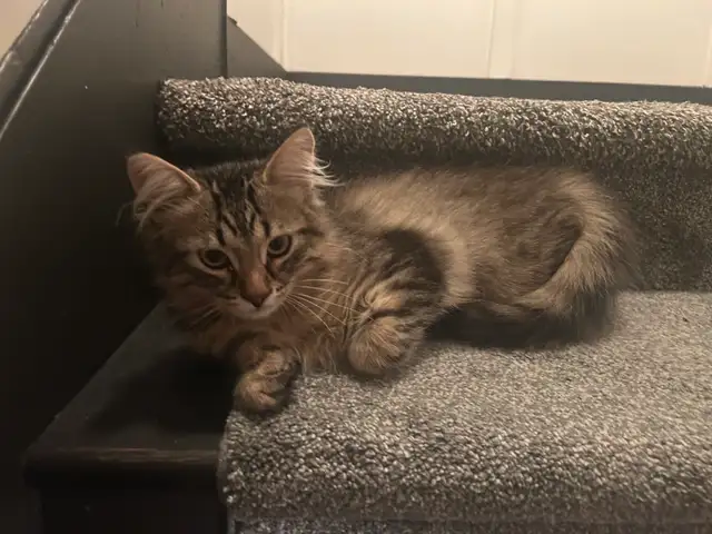 Kitten for rehoming