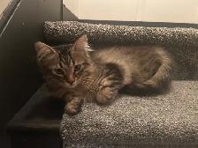 Kitten for rehoming