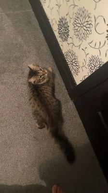 Kitten for rehoming - Photo 4