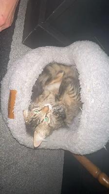 Kitten for rehoming - Photo 5
