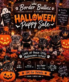 french bulldogs