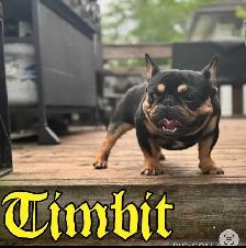 french bulldogs - Photo 2