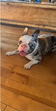 french bulldogs - Photo 3