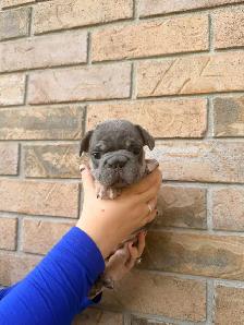 french bulldogs - Photo 4