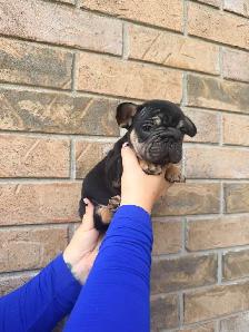 french bulldogs - Photo 5