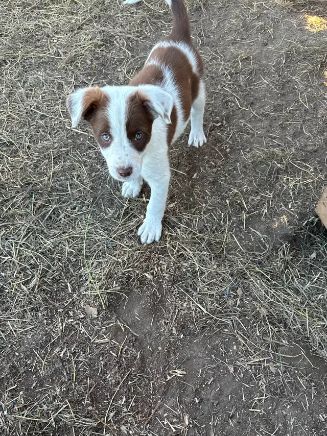border collie puppies for sale