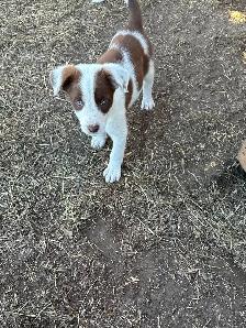 border collie puppies for sale