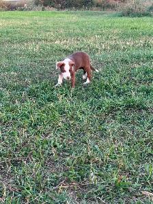 border collie puppies for sale - Photo 2