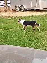 border collie puppies for sale - Photo 3