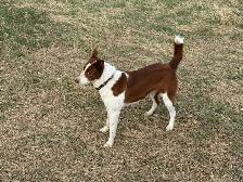 border collie puppies for sale - Photo 5