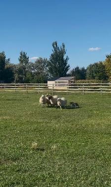 border collie puppies for sale - Photo 6