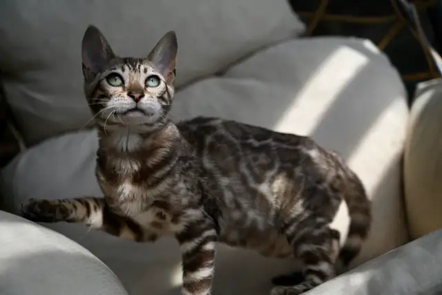bengal charcoal sepia female