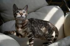 bengal charcoal sepia female