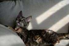 bengal charcoal sepia female - Photo 2