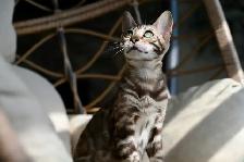 bengal charcoal sepia female - Photo 3