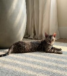 bengal charcoal sepia female - Photo 4