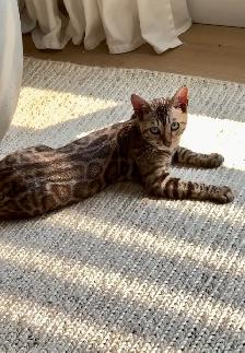 bengal charcoal sepia female - Photo 5