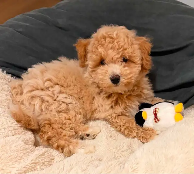 Female Bichonpoo Puppy ONLY 1 LEFT