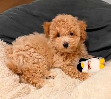 Female Bichonpoo Puppy ONLY 1 LEFT