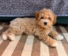Female Bichonpoo Puppy ONLY 1 LEFT - Photo 2