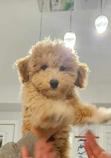 Female Bichonpoo Puppy ONLY 1 LEFT - Photo 3