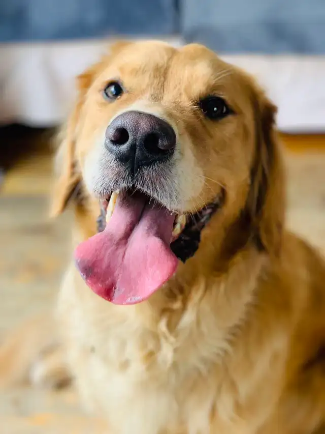 Friendly 5-Year-Old Golden Retriever Looking for a Loving Home
