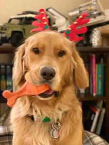 Friendly 5-Year-Old Golden Retriever Looking for a Loving Home - Photo 2