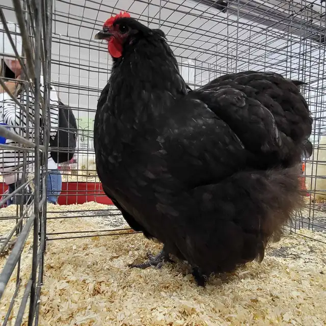 Heritage Hens