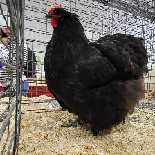 Heritage Hens