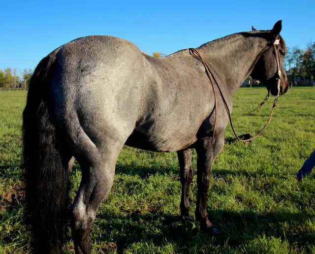 Blue roan ranch/head gelding
