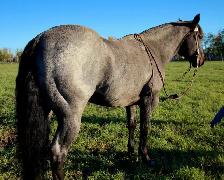 Blue roan ranch/head gelding