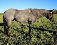 Blue roan ranch/head gelding - Photo 2