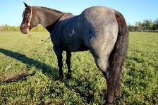 Blue roan ranch/head gelding - Photo 3