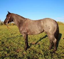 Blue roan ranch/head gelding - Photo 4