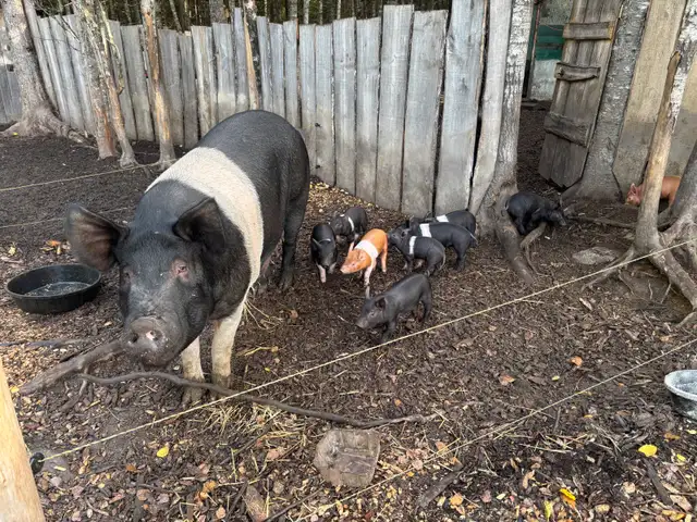 pigs, turkeys, chickens and rabbits