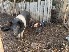 pigs, turkeys, chickens and rabbits