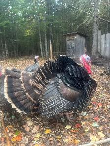 pigs, turkeys, chickens and rabbits - Photo 2