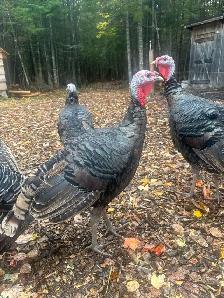 pigs, turkeys, chickens and rabbits - Photo 3