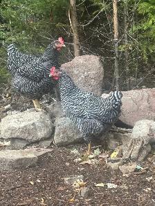 pigs, turkeys, chickens and rabbits - Photo 4