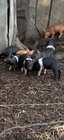 pigs, turkeys, chickens and rabbits - Photo 5