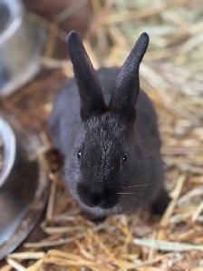 pigs, turkeys, chickens and rabbits - Photo 6