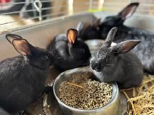 pigs, turkeys, chickens and rabbits - Photo 7