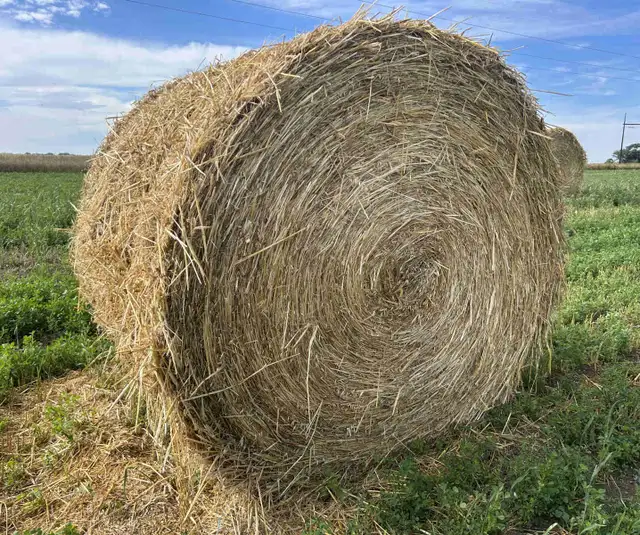 green feed oat bales