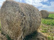 green feed oat bales - Photo 2